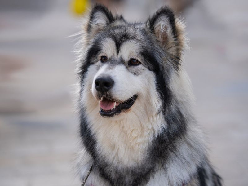 big white fluffy dog