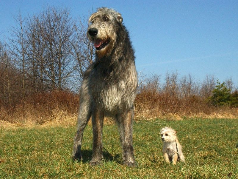 big white fluffy dog