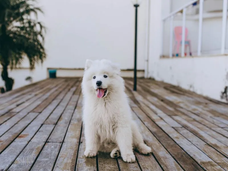 big white fluffy dog