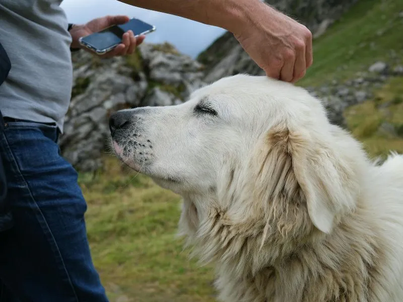 big white fluffy dog