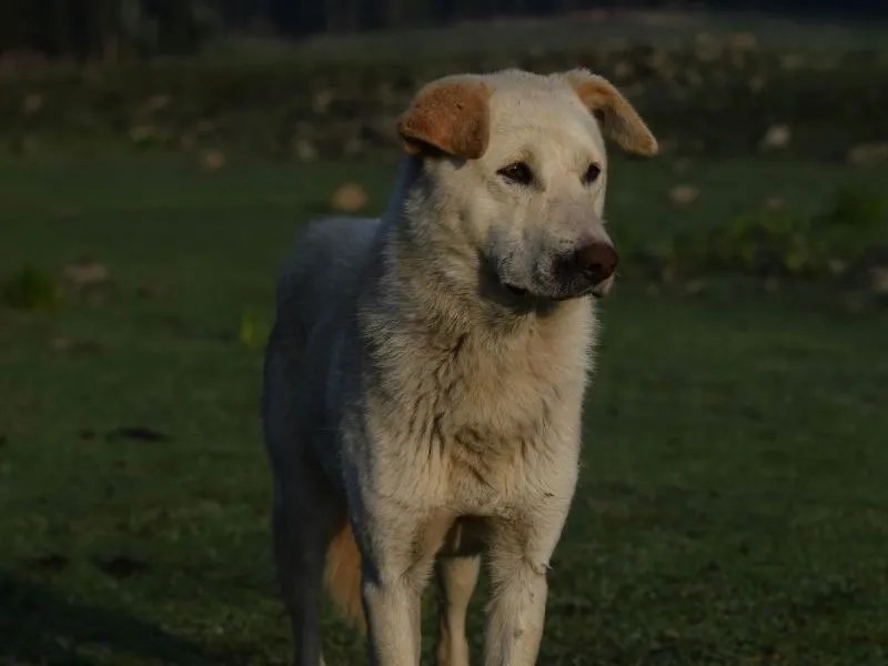 big white fluffy dog