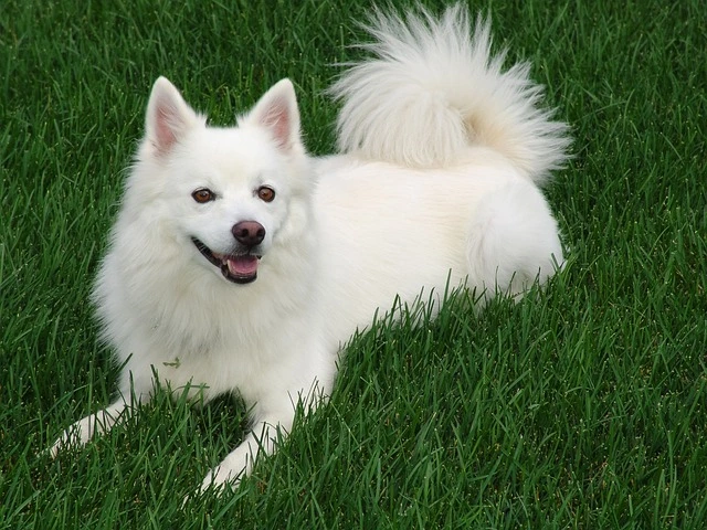 big white fluffy dog