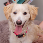 Sesame