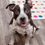 Elmer