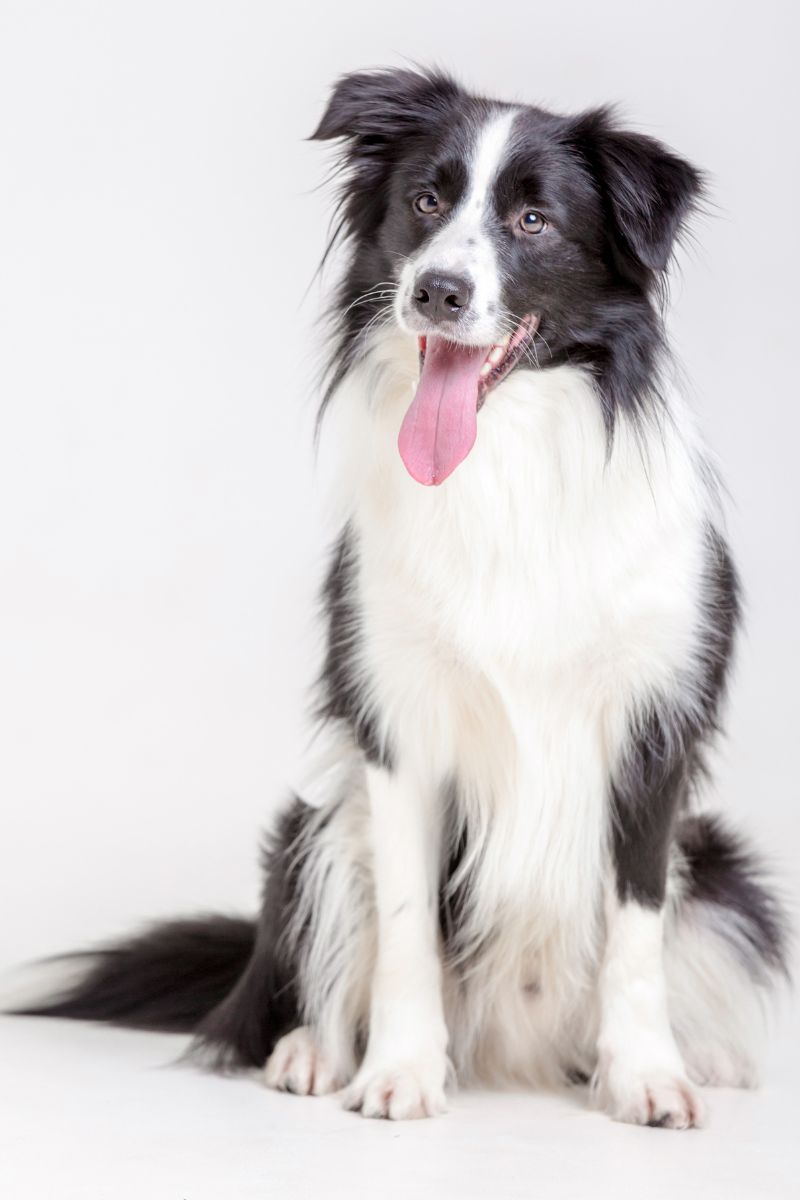 smartest dog breeds