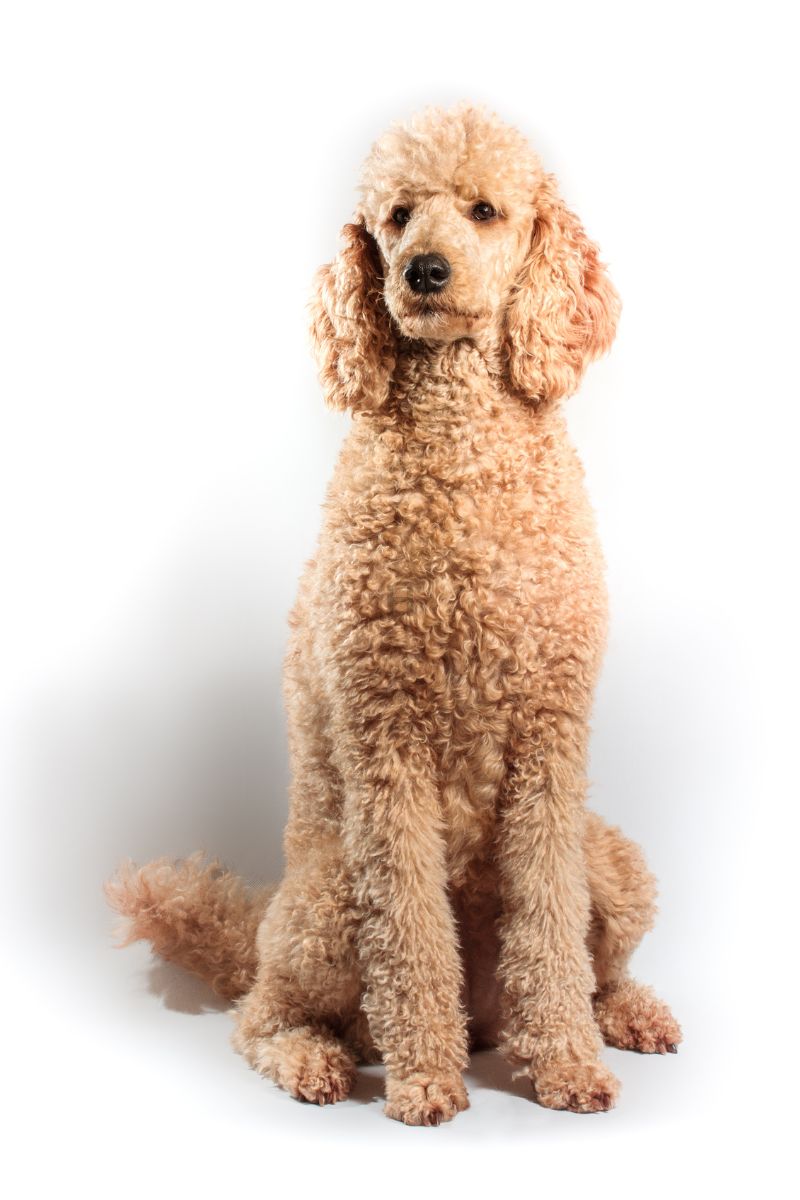 smartest dog breeds