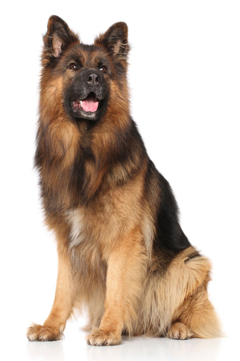 German Shepherd