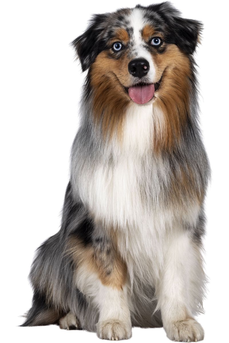 Australian Shepherd