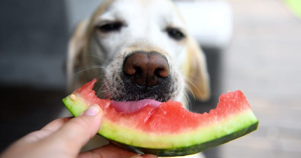 Is Watermelon Good for Dogs