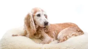old dog behavior before death