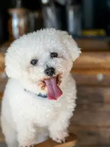 breeds hypoallergenic dogs​