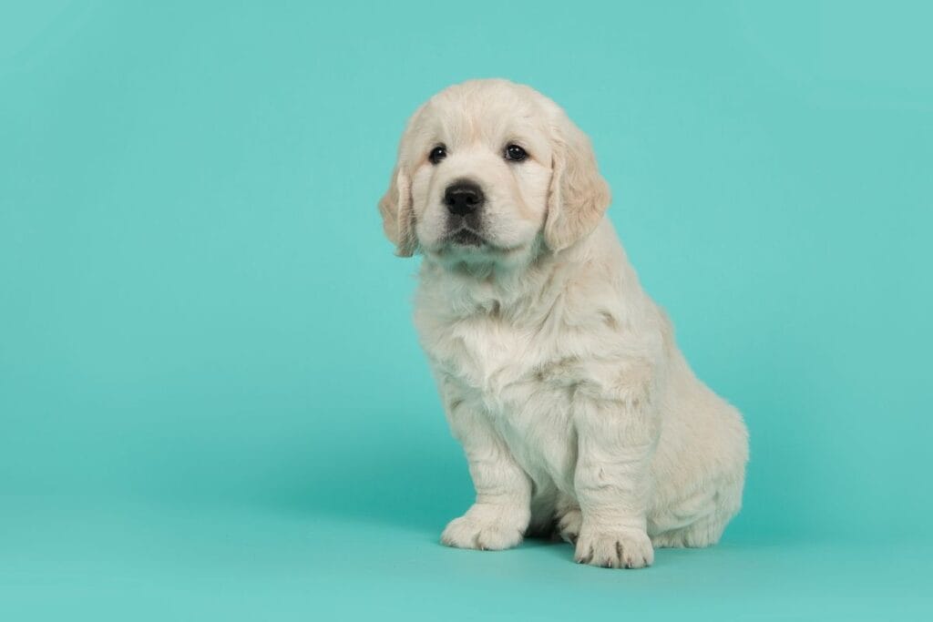 golden retriver