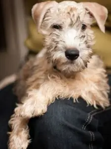 breeds hypoallergenic dogs​