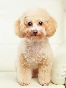breeds hypoallergenic dogs​