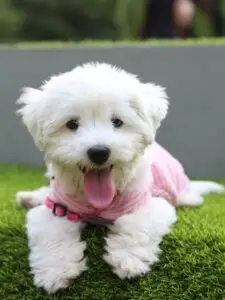 breeds hypoallergenic dogs​