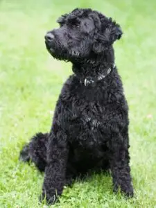 breeds hypoallergenic dogs​