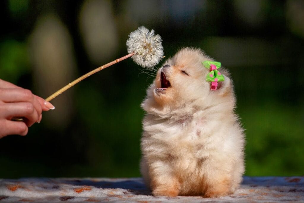 puppy