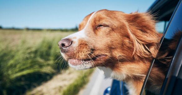 traveling with dogs in a car long distance