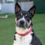 adopt