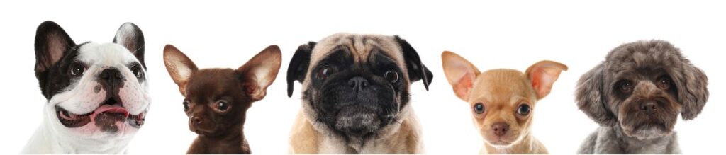Dog care