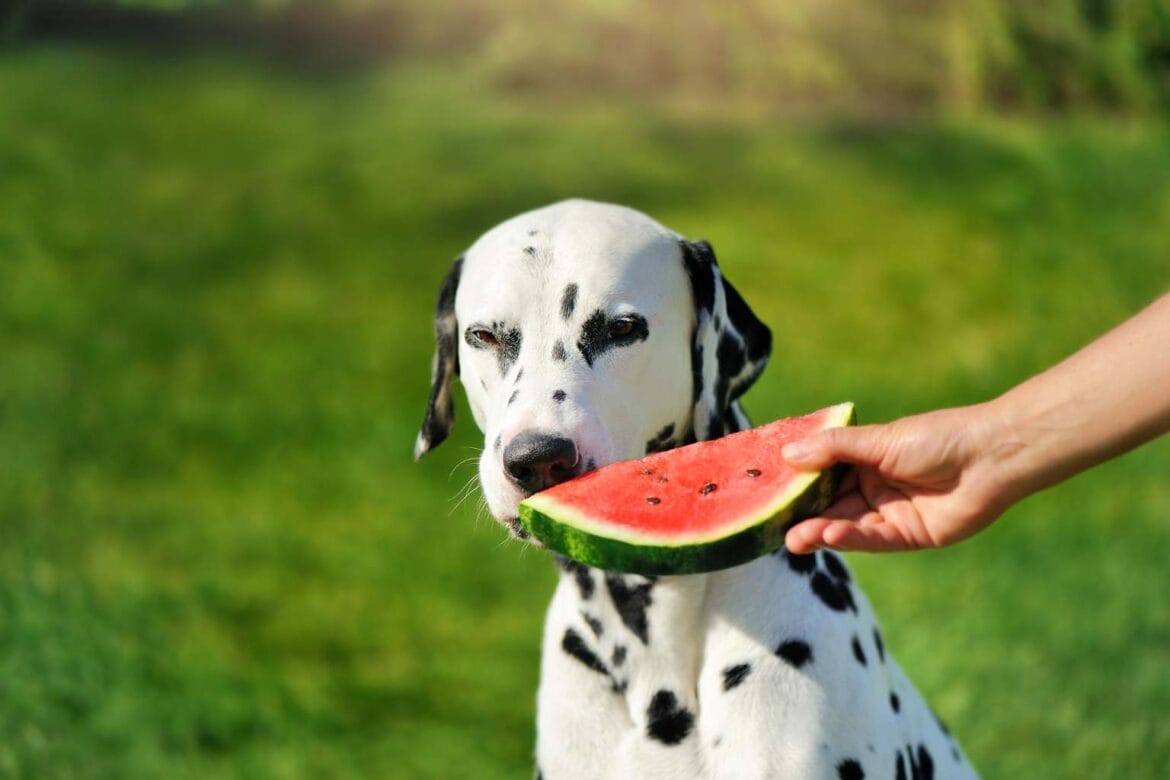 can dogs eat watermelon
