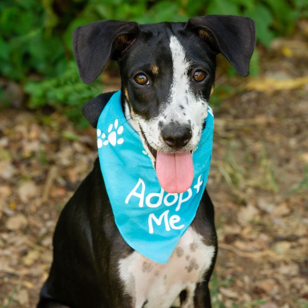 dog-care-resource