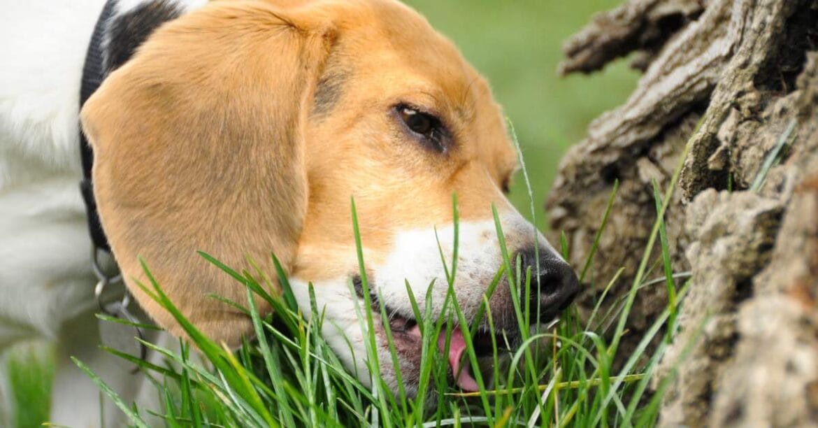Why does my dog eat grass