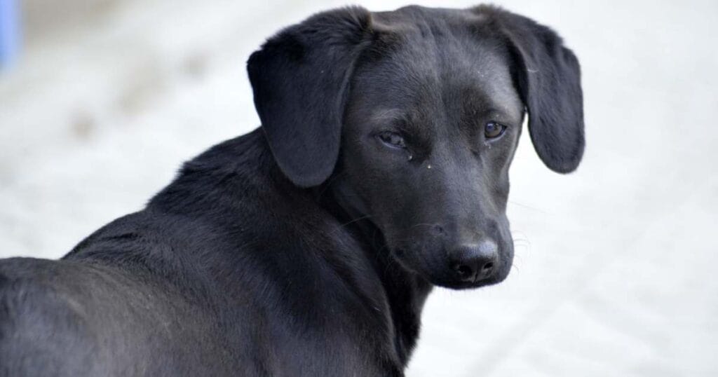 5 Reasons to Choose a Black Dog Rescue