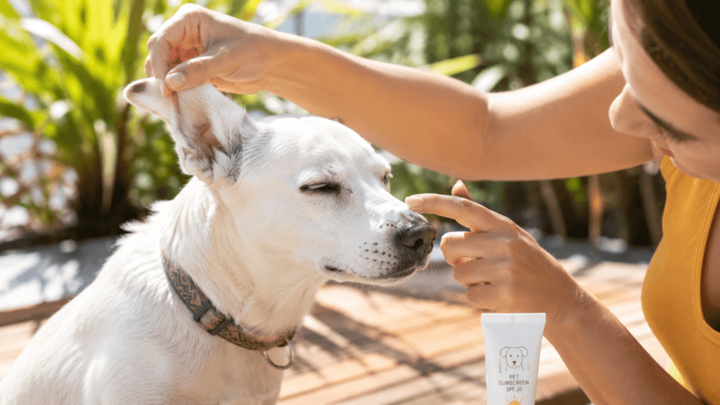 how to cool off a dog