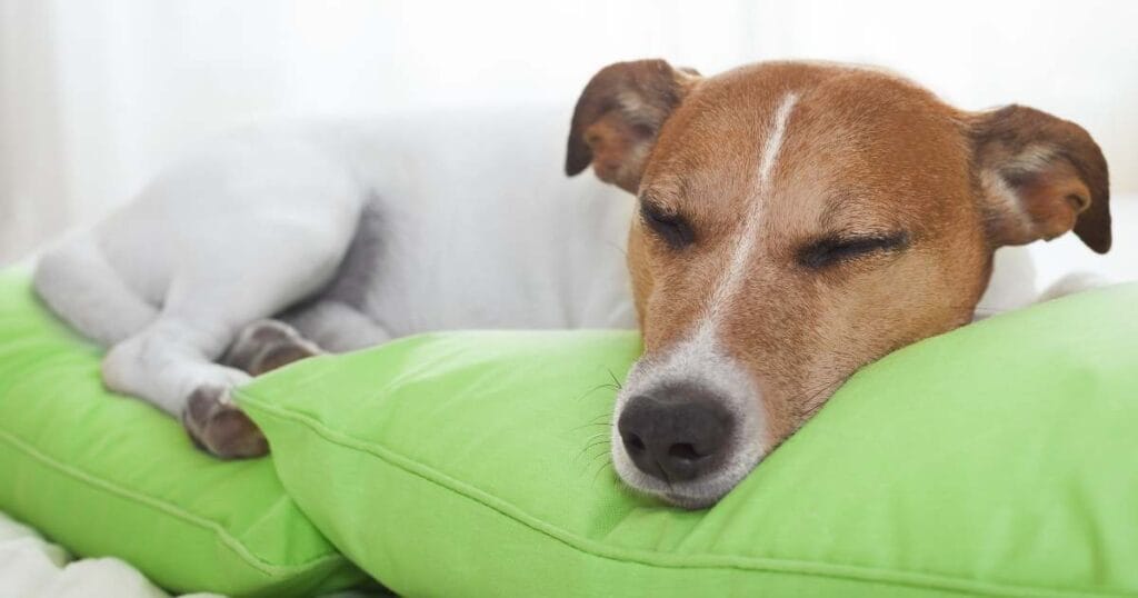 Do dogs dream every night