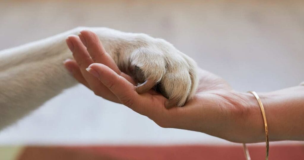 Dog Friendship Quotes