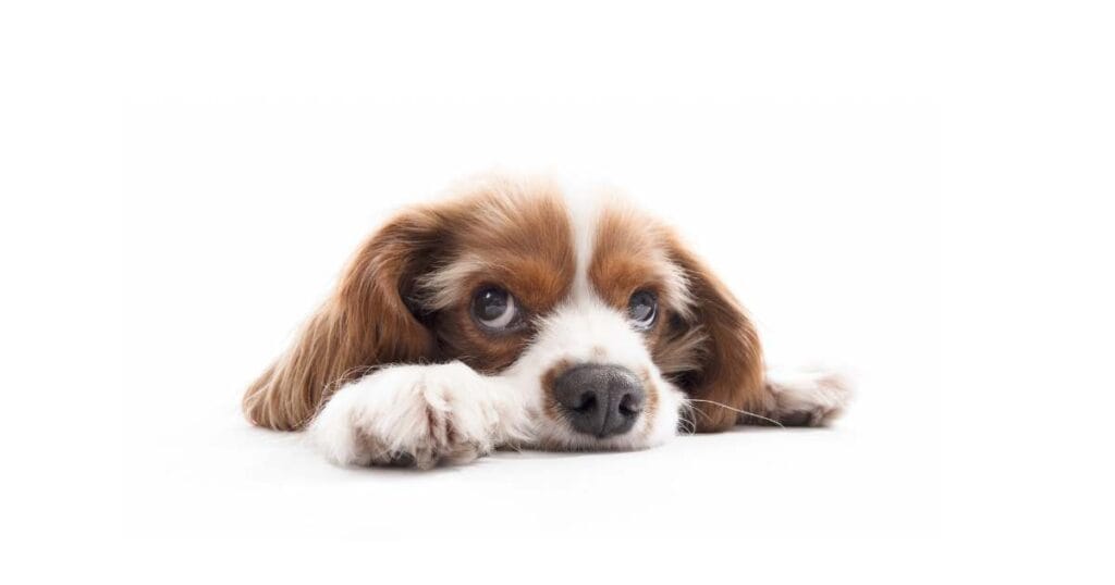 Dogs Can Feel Jealous