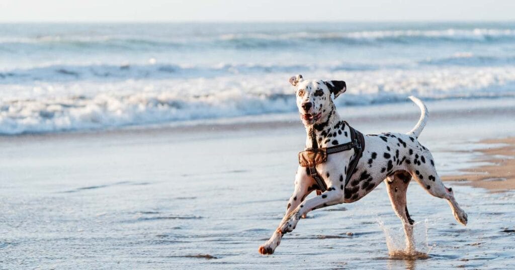 Dogs Never Forget Your Voice