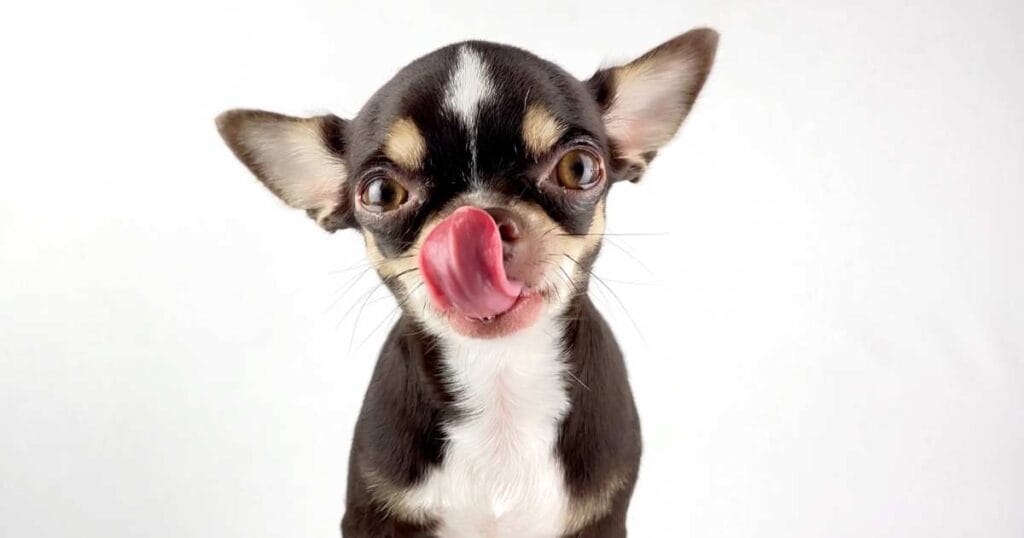 dog ate peach pit