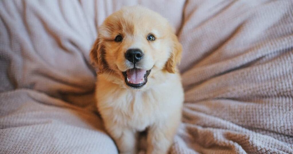 Puppy Quotes