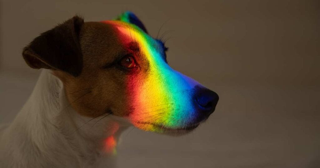 Rainbow Bridge Quotes
