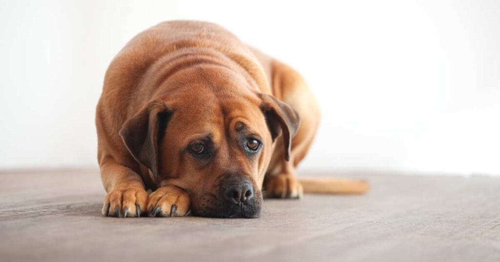 Rescue Dog Quotes