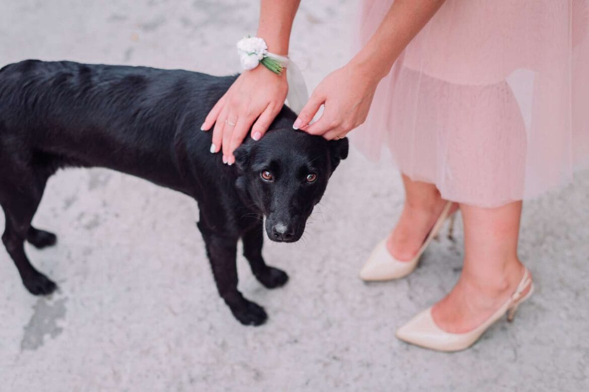 black dog rescue