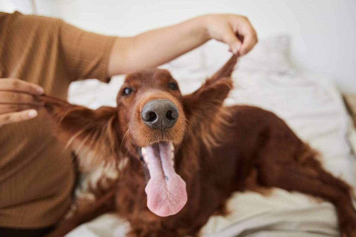 cool facts about dogs