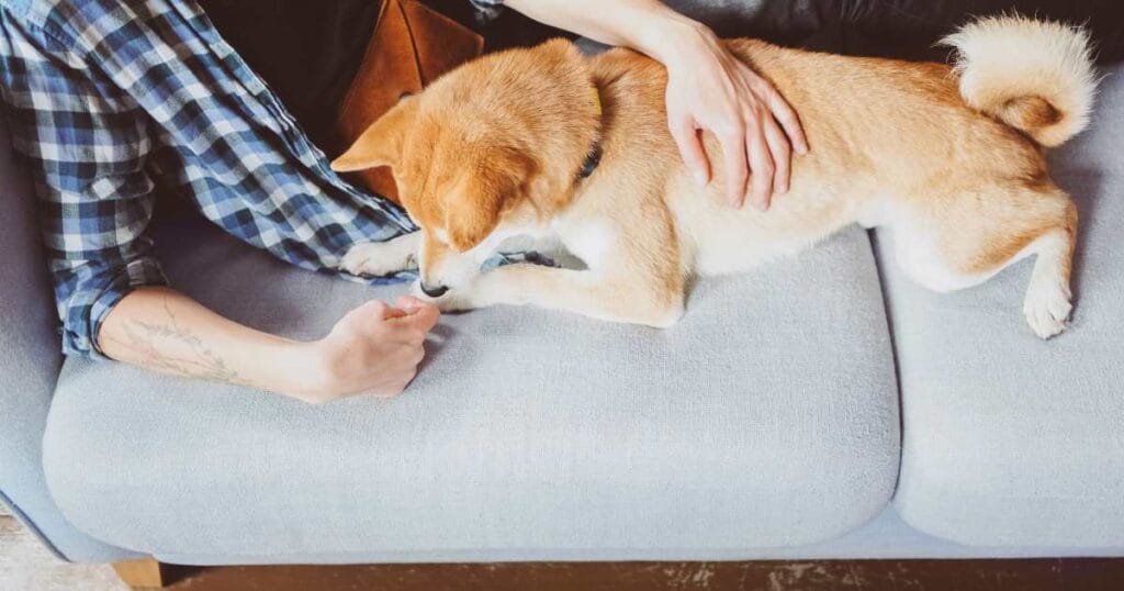 Dogs Can Feel Jealous