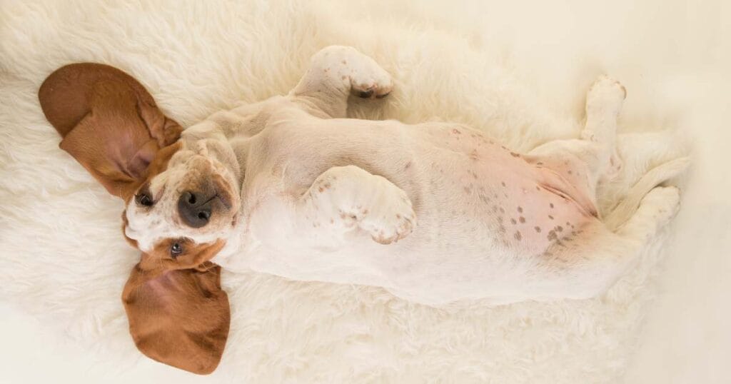 dog sleeps