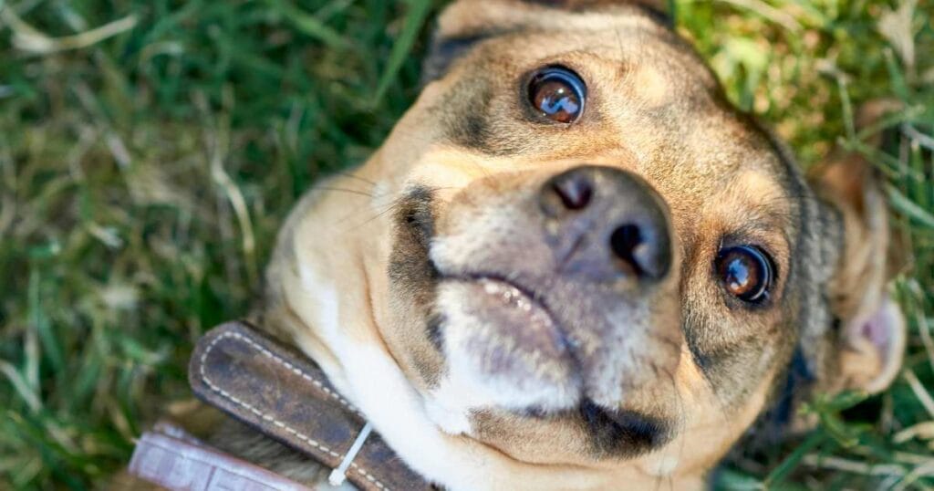 funny dog quotes