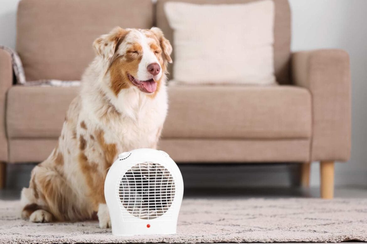 how to keep dog cool in summer